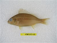 藏品(四線雞魚)的圖片